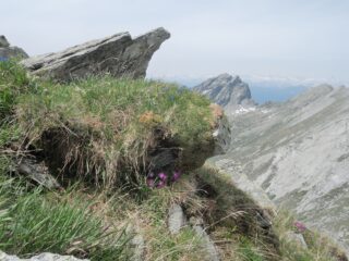 Fioriture primaverili
