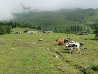 all'Alpe Pian Pra, m. 1783