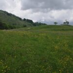 Verdi prati verso l'Alpe