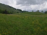 Verdi prati verso l'Alpe