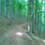 verso la casa Forestale