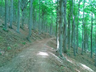 verso la casa Forestale