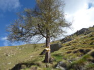 il bivio sull'ultimo larice