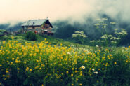 Il Rifugio Jervis tra i fiori estivi