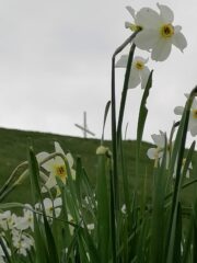 narcisi