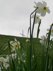 narcisi