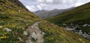 Esplosione di fiori