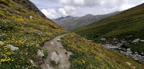 Esplosione di fiori