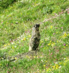 Tante curiose marmotte
