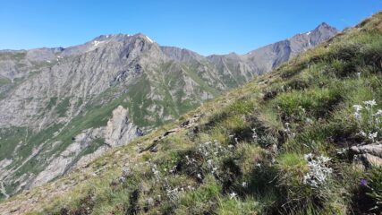 praterie di stelle alpine...
