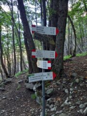primo bivio nel bosco