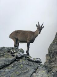 Incontri con gli stambecchi salendo al Col d'Ambin