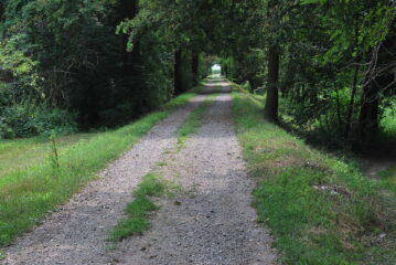 Ormai sul Sesia: l’argine visto verso valle