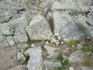 fiori di vetta
