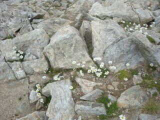 fiori di vetta