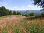 Prato fiorito