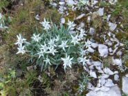 Prati strapieni di stelle alpine