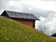 La fioritura di metà luglio