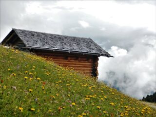 La fioritura di metà luglio