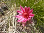 Fioritura Semprevivo (Semprevivus montanum)