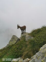 Incontro inaspettato in discesa verso il lago