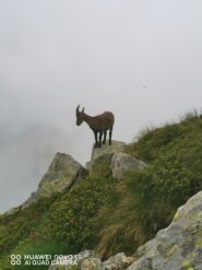 Incontro inaspettato in discesa verso il lago