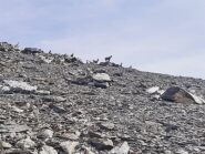 Compagnia al passo di Ciabrera