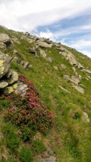 Stretta traccia che traversa il ripido pendio sotto la Punta