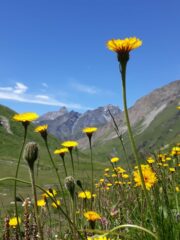 spettacolari fioriture ai piani di Soustra. Sullo sfondo il bel profilo del Roc della Niera