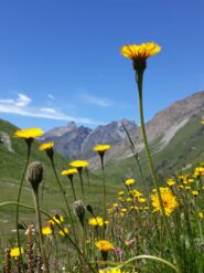 spettacolari fioriture ai piani di Soustra. Sullo sfondo il bel profilo del Roc della Niera