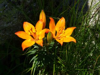 Lilium Croceum, Giglio di San Giovanni, fotografato poco sotto la vetta del Bric Ronzino.