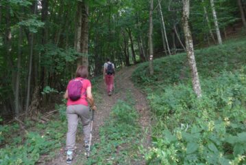 Nel bosco sotto Rimaletto