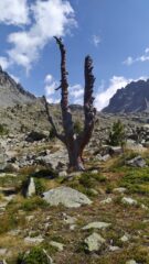 L'albero totem nel selvaggio vallone del Duc