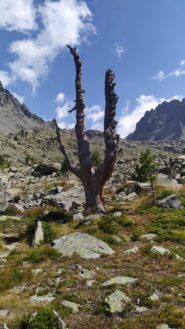 L'albero totem nel selvaggio vallone del Duc