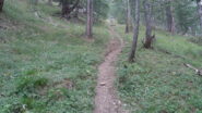 parte ripida sentiero nel bosco