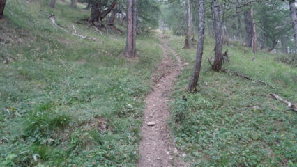 parte ripida sentiero nel bosco