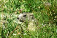 Marmottina curiosa