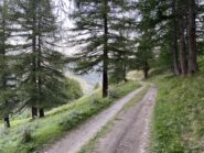 Splendidi boschi intorno a Joussaud