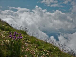 Fioritura verso la Crosa