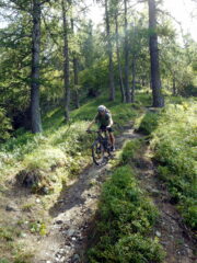 D2 nel bosco del Citrin OC+