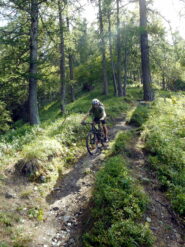 D2 nel bosco del Citrin OC+