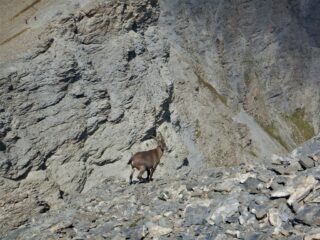 Il guardiano della punta Reculaye.