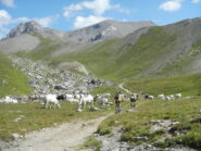 verso il Colle della Rho, Punta Nera sullo sfondo