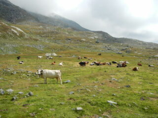 ...e termina poco dopo questo bel ripiano