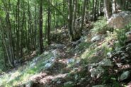 tratto nel bosco