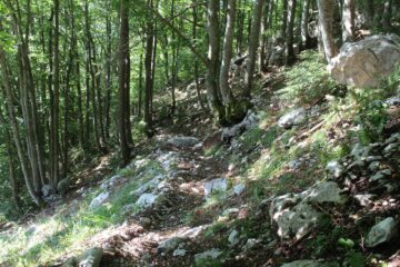 tratto nel bosco