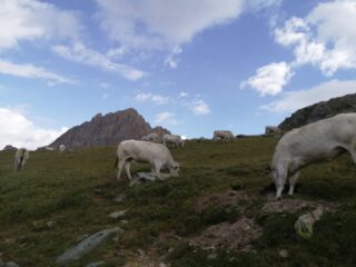 Quasi al Colle Margherita spunta la Meja 