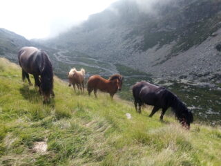 Cavalli 