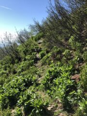 Alcuni tratti di sentiero sono invasi dalla vegetazione, percorriamo di più queste tracce!