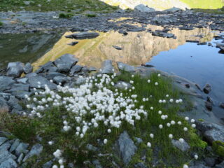 Eriophorum